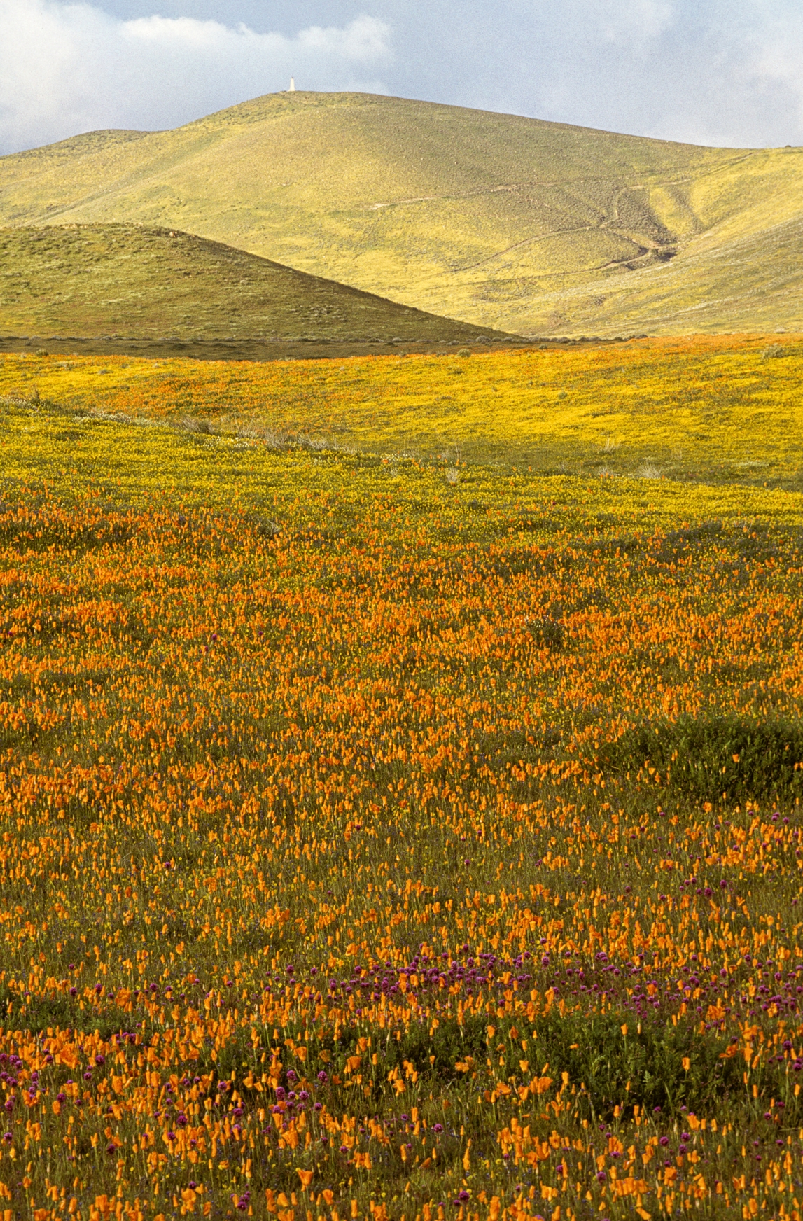 Stocksy txpccaa66bcs WJ300 Medium 1739720